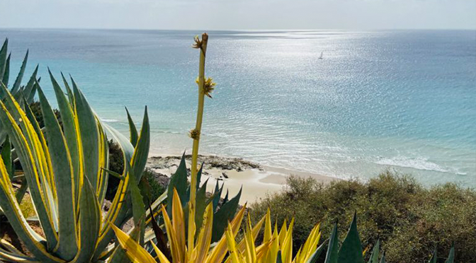 Küstenlandschaft bei ROBINSON Esquinzo Playa auf Fuerteventura mit Agaven und Blick auf den Atlantik