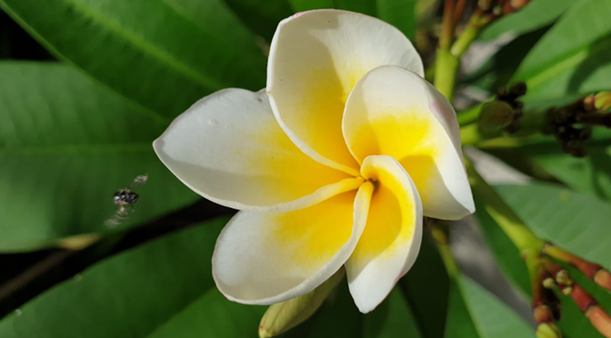 Tropische Frangipani-Blüte im ROBINSON Noonu auf den Malediven